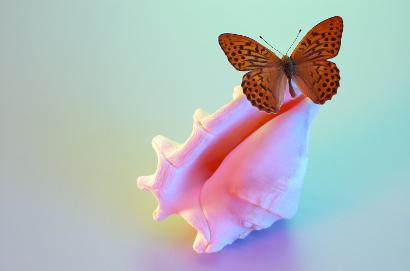 soothing image of a buttefly on a shell