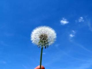 dandelion held in sky releasing seeds